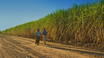 Produção de açúcar no Quênia deve cair 20% em 2025 e ampliar dependência de importações