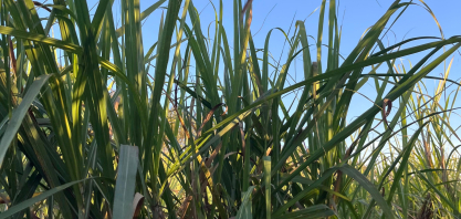 Produtividade da cana em outubro cresce 4,3% no Centro-Sul, mostra boletim do CTC