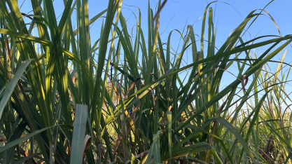 Produtividade da cana em outubro cresce 4,3% no Centro-Sul, mostra boletim do CTC