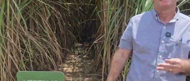 Japungu desenvolve pesquisas para variedades de cana responsivas à irrigação por gotejo