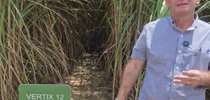 Japungu desenvolve pesquisas para variedades de cana responsivas à irrigação por gotejo