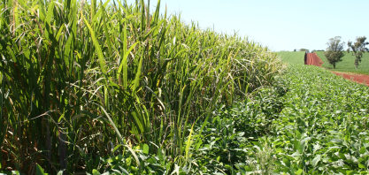 Selic em 15% agrava o endividamento no agronegócio, diz especialista