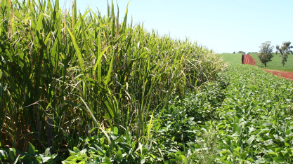 Selic em 15% agrava o endividamento no agronegócio, diz especialista