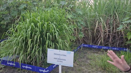 Syngenta criou Polo Tecnológico para testar o desempenho de seus produtos nos canaviais nordestinos