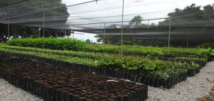 Rumo apoia Universidade do Tocantins na produção de mudas e reforça compromissos da COP 30