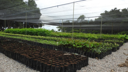 Rumo apoia Universidade do Tocantins na produção de mudas e reforça compromissos da COP 30