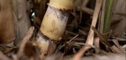 Safra de cana entra na reta final