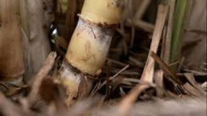 Safra de cana entra na reta final