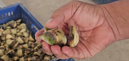 Usina Caeté é a atração desta semana na CanaOnline, começando por inovação na produção de MPB