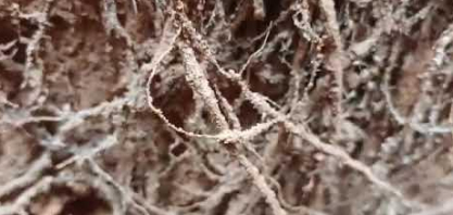 Confira o enraizamento e a profundidade das raízes da cana plantada no sistema Plantio Vertical