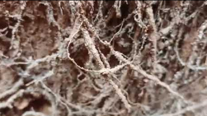 Confira o enraizamento e a profundidade das raízes da cana plantada no sistema Plantio Vertical