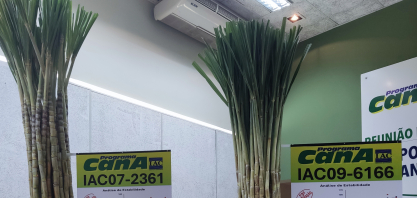 IAC libera duas novas variedades para o setor bioenergético nacional