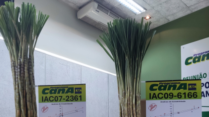 IAC libera duas novas variedades para o setor bioenergético nacional