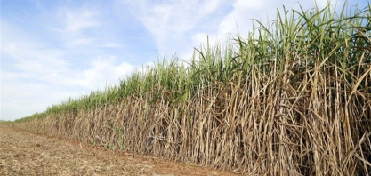 Especialista: Controle de solo sustenta nova fase da cana