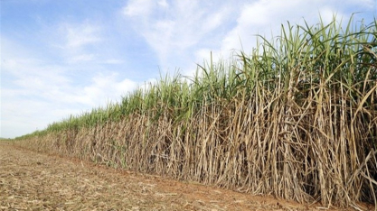 Especialista: Controle de solo sustenta nova fase da cana