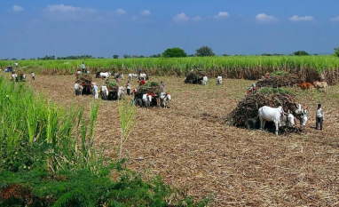 Índia se prepara para mais de 20 novas usinas de açúcar em megaexpansão em Bihar