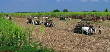 Índia se prepara para mais de 20 novas usinas de açúcar em megaexpansão em Bihar