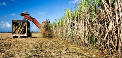 Raízen Energia vai fazer reorganização societária no segmento de bioenergia