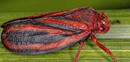 Pesquisa da Unesp identifica nova espécie de inseto que ataca lavouras de cana