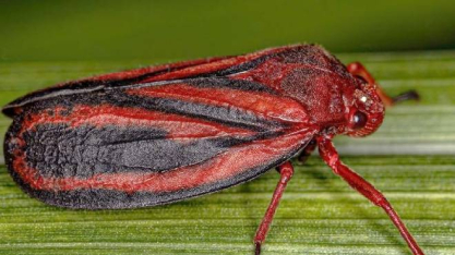 Pesquisa da Unesp identifica nova espécie de inseto que ataca lavouras de cana