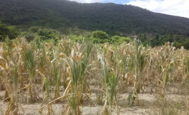 Mudanças climáticas são preocupantes para quase 90% dos produtores brasileiros