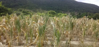 Mudanças climáticas são preocupantes para quase 90% dos produtores brasileiros