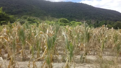 Mudanças climáticas são preocupantes para quase 90% dos produtores brasileiros