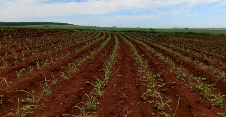 Lavoura de cana com variedades do CTC — Foto: Divulgação/CTC