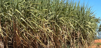 Produtores australianos encerram safra sob pressão de custos e preços baixos do açúcar