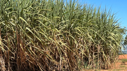 Produtores australianos encerram safra sob pressão de custos e preços baixos do açúcar