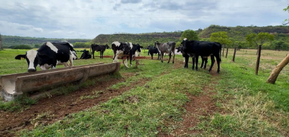 Silagem de cana-de-açúcar se torna alternativa mais atrativa para produtores
