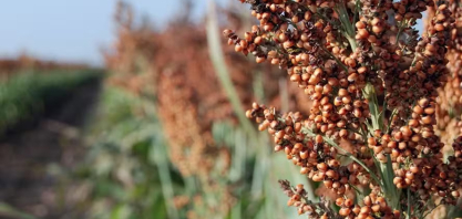 China habilita estabelecimentos para exportar sorgo e DDG