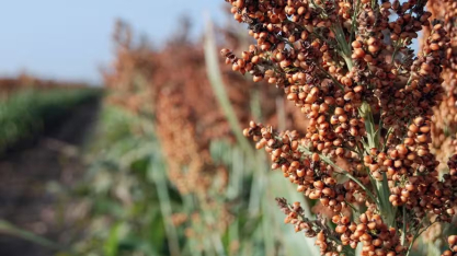 China habilita estabelecimentos para exportar sorgo e DDG