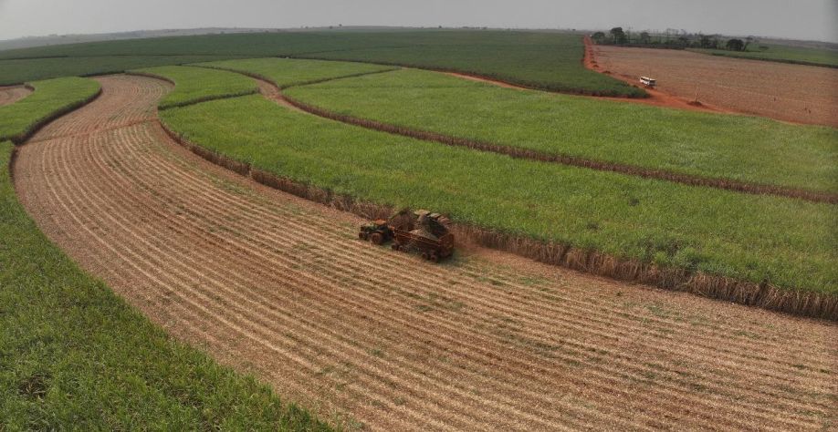 Para alcançar objetivo, empresa adquiriu máquinas e equipamentos específicos e intensificou a busca por materiais genéticos capazes de responder melhor ao novo modelo produtivo. Foto: Divulgação Santa Adélia