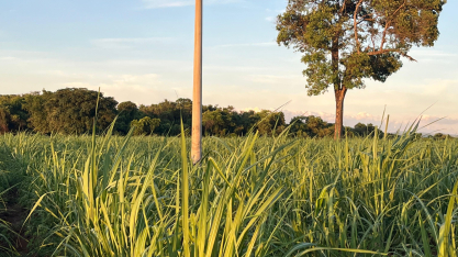 Cade arquiva investigação sobre CBIOs e confirma transparência do mercado de descarbonização