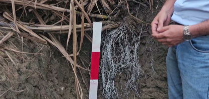 Solo em área de biológicos no Polo Tecnológico da Syngenta em Alagoas não tem nematoides