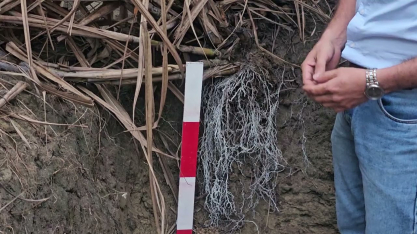 Solo em área de biológicos no Polo Tecnológico da Syngenta em Alagoas não tem nematoides