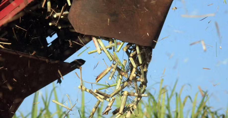 Identidades da usina falida e do grupo econômico que passou a responder por seus passivos não foram divulgados — Foto: José Roberto Miranda/Embrapa