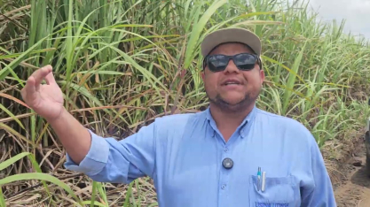 Os investimentos da Usina Utinga para a obtenção de canaviais com mais açúcar por hectare