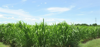 Trump mantém tarifa do açúcar e frustra setor sucroenergético de AL