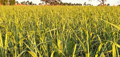 Brasil pode triplicar produção de bioenergia ao converter 36 milhões de hectares de pastos degradados, aponta estudo do LNBR