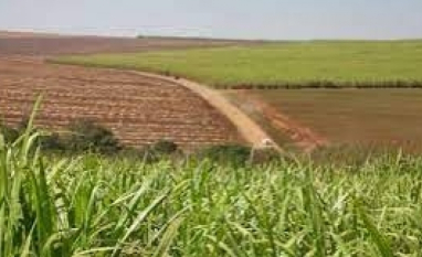 FPA celebra decisão do STF sobre constitucionalidade do RenovaBio