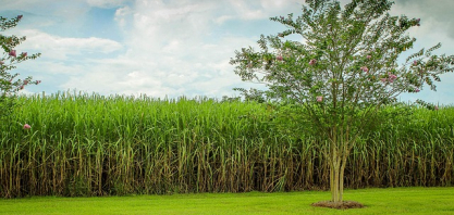 Entidades defendem fortalecimento dos biocombustíveis e pedem segurança ao RenovaBio