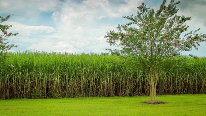 Entidades defendem fortalecimento dos biocombustíveis e pedem segurança ao RenovaBio
