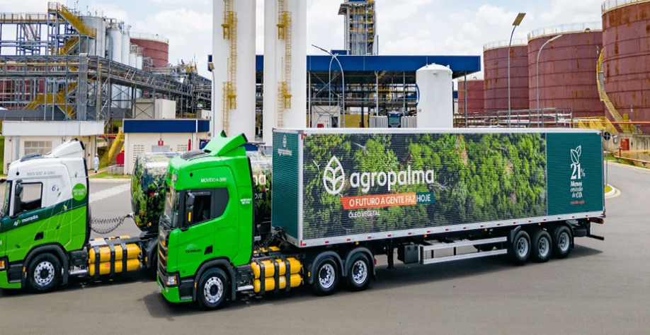 Foto: Divulgação/Agropalma