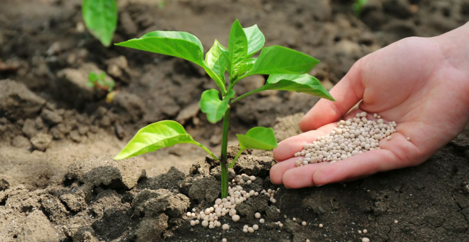 Retomada das fábricas pode reduzir importações, fortalecer a autonomia nacional e baixar o custo dos fertilizantes. Foto: Adobe Stock