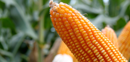 Uso de milho para etanol em Goiás deve crescer mais de 266% em menos de uma década