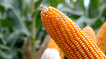 Uso de milho para etanol em Goiás deve crescer mais de 266% em menos de uma década
