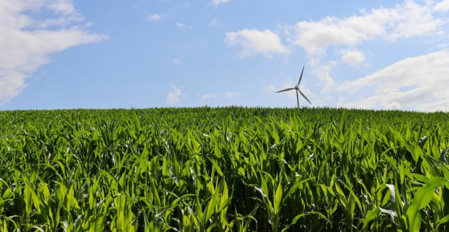 Cultivo de milho com turbina eólica ao fundo (Foto Angela/Pixabay)