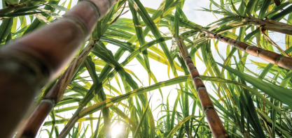 Produção paulista de cana-de-açúcar recua 5,2% na safra 2025/26, impactada por clima adverso